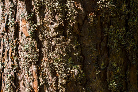 Bark of pine treeの写真素材