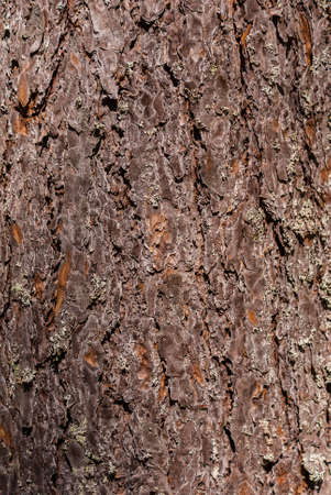 Bark of pine treeの写真素材