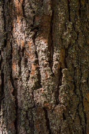 Bark of pine treeの写真素材