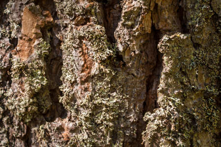 Bark of pine treeの写真素材