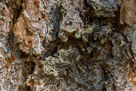Bark of pine treeの写真素材
