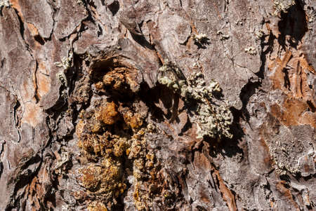 Bark of pine treeの写真素材