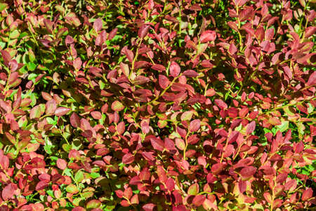 Blueberry gladeの写真素材