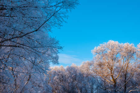 Thick snow-covered tree branches against the clear sky