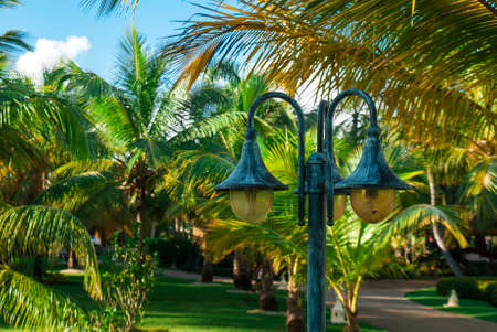 The lantern on the background of the sunny palm alleyの写真素材