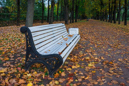 Bench at the autumn alley