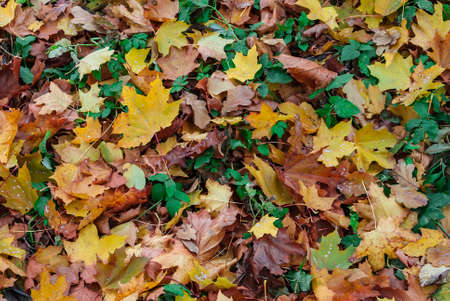 Texture of green grass and autumn leaves lying on the groundの写真素材