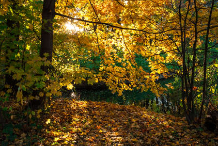 Autumn foliage and a pond in the light of the setting sunの写真素材