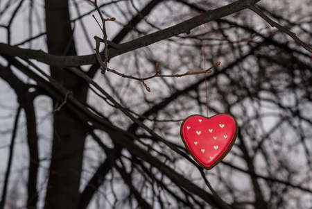 Red cookie heart shaped tied with thread to branch of treeの写真素材