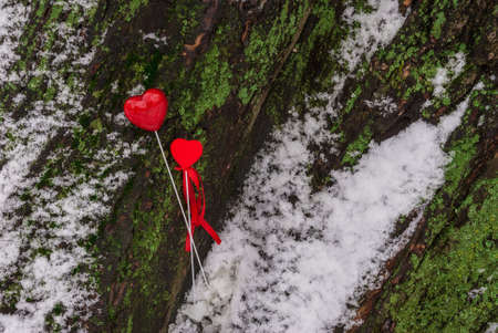 Red lollipop heart shaped and decorative heart with ribbon on the snowy bark of the tree in winter parkの写真素材