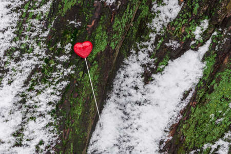 Red lollipop heart shaped on the treeの写真素材