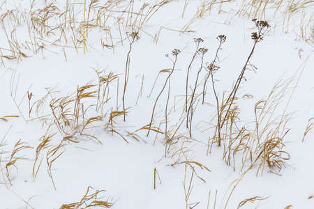 Texture of dry grass sticking out of the snowの写真素材