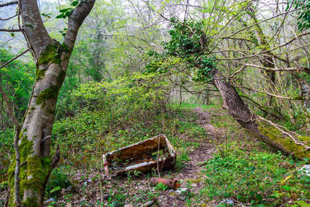 Rusty scrap metal behind two trees on forest trailの写真素材