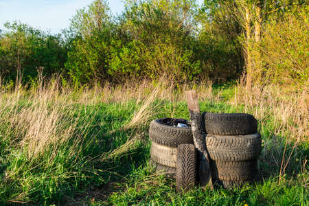 A stack of old tires and charred plank on grass in forest at sunny dayの写真素材