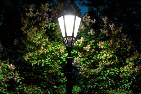 Night street light on the background of foliage and flowers of lilacの写真素材