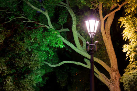 Night street light on the background of tree foliageの写真素材