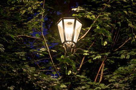 Night street light on the background of trees foliageの写真素材