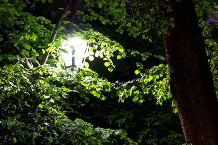 Night street light on the background of trees foliageの写真素材