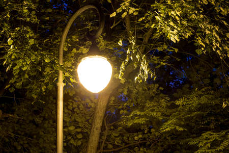 Night street light on the background of trees foliageの写真素材