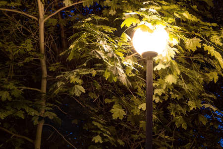 Night street light on the background of trees foliageの写真素材