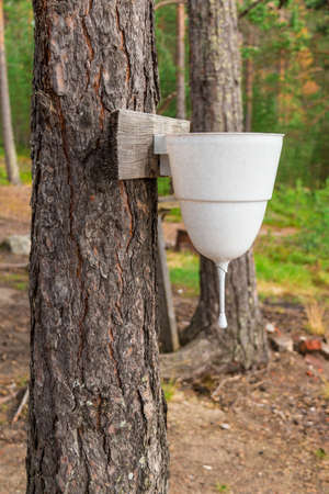 Water dispenser hanging on a tree in the forestの写真素材
