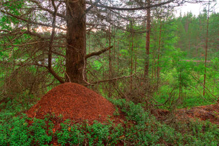 Big anthill under a tree in the forestの写真素材