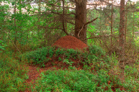 Big anthill under a tree in the forestの写真素材