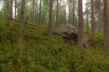 Boulder in the pine forest in rainy dayの写真素材