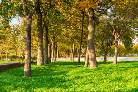 Row of trees in the city park on sunny autumn dayの写真素材
