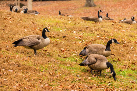 Flock of geese on a glade in the parkの写真素材