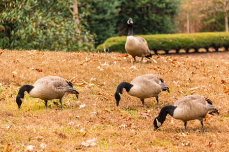 Flock of geese on a glade in the parkの写真素材