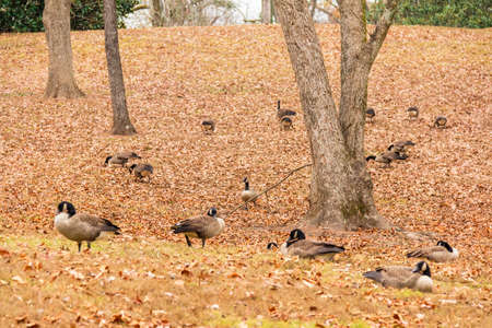 Flock of geese on a glade in the parkの写真素材