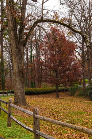 The wooden fence and the autumn tree in the Lullwater Park, Atlanta, USAの写真素材