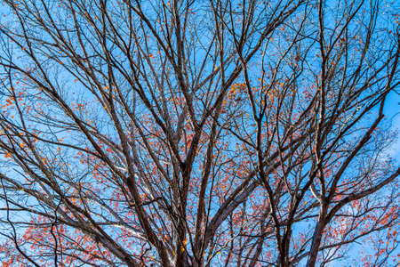 Texture of the bare branches of the autumn oak tree on the background of the clear skyの写真素材