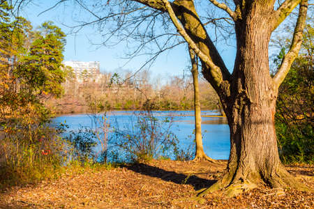The tree on the shore of Candler Lake in the Lullwater Park in sunny autumn day, Atlanta, USAの写真素材