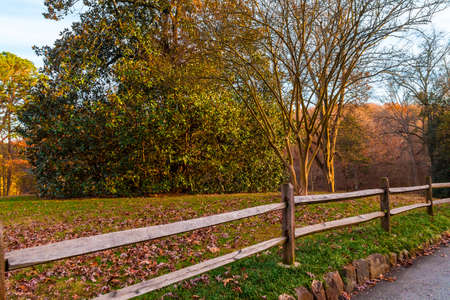 The wooden fence and the big magnolia tree in the Lullwater Park, Atlanta, USAの写真素材