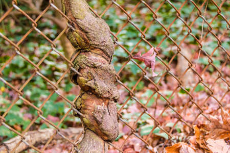 The trunk of the tree spouted through wire grid closeupの写真素材