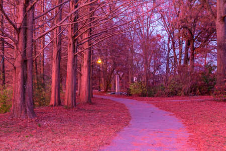 The footpath and trunks of hornbeams in the Piedmont Park in beautiful pink glow of twilight,...