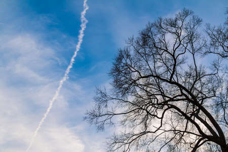 Bare branches of the autumn tree on the background of the cloudy sky with contrailの写真素材