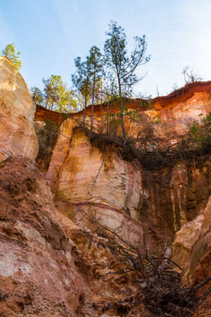 Red loamy wall of Providence Canyon with trees growing on it bottom view, USA