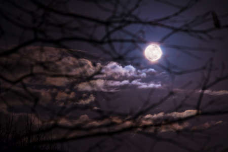 The full moon in cloudy sky seen through branches of tree at nightの写真素材