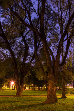 Beautiful view of willows with big crown in Yusupov Garden at dusk, Saint Petersburg, Russiaの写真素材