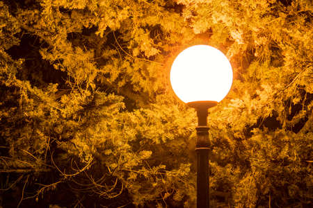 Luminous round street light on the background of conifer at nightの写真素材