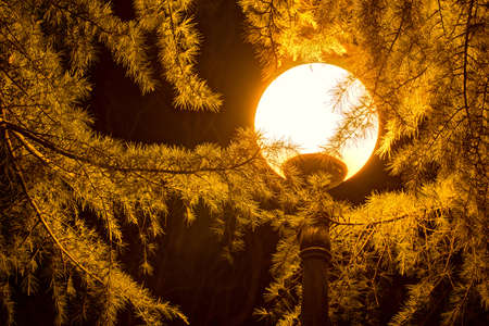 Luminous round street light on the background of conifer at night