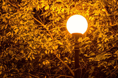 Luminous round street light on the background of foliage of tree at nightの写真素材
