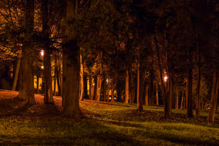 Night view of many trees with dense crowns in the illuminated park, Sochi, Russiaの写真素材