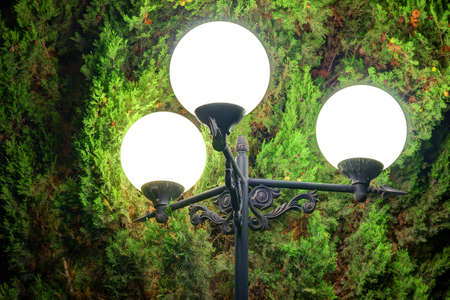 Luminous triple street light on the background of needles of cypress at nightの写真素材