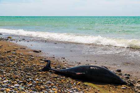 Dead dolphin lying on the pebble beach of the Black Sea Coastの写真素材