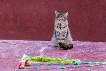 A gray cat sitting on the granite slab in front of a bouquet of flowersの写真素材