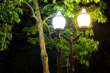 Luminous street light on the background of tree foliage near the trunk at nightの写真素材